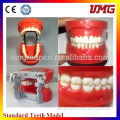 dental model with metal frame,teeth and dental models,typodont teeth for dental university